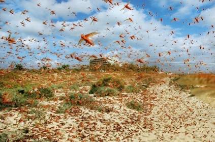 Did locusts evolve? Was created? What is the science background?