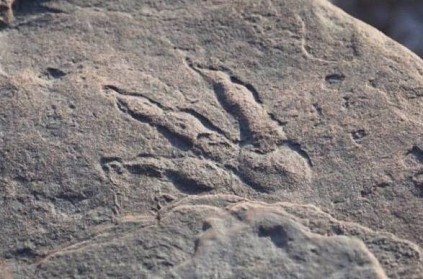 Dinosaur footprint found by 4 year old girl on Barry beach