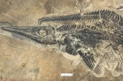 discovery of fossils that lived 25 billion years ago