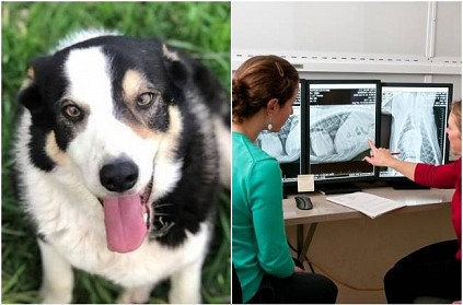 doctors shocked after seeing sick dog Xray