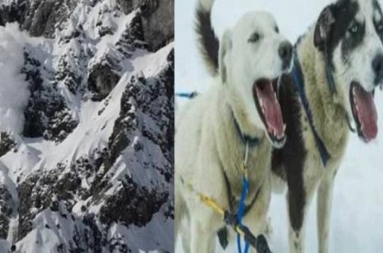 Dog Barked for attention and Rescued Owners Stuck In snowshoers