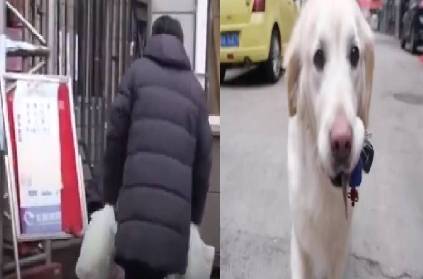 dog carries food to its owner from home daily video goes viral