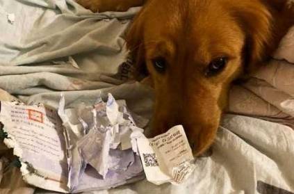 Dog getting appreciations for destroying owners passport