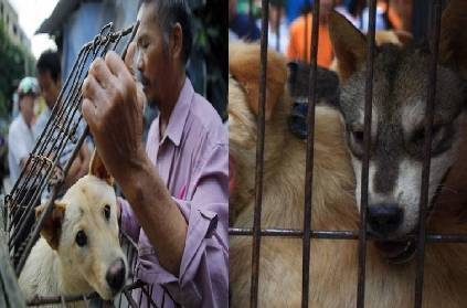 dog meat festival started in china but people low interest