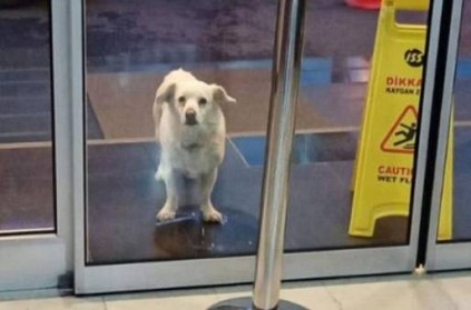 Dog waits for 6 days outside hospital for her sick owner