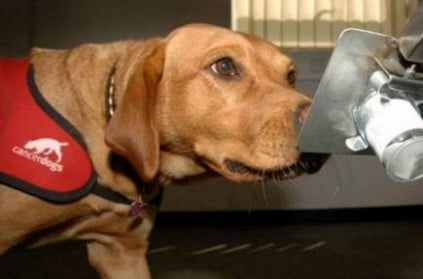 dogs can accurately sniff out cancer in blood