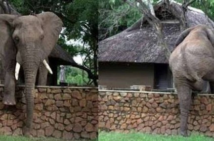 Elephant climbs 5 foot wall video goes viral on internet