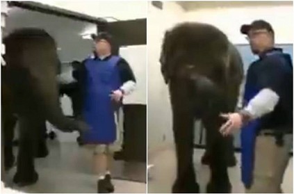 Elephant Getting X Ray in calm way at clinic video goes viral