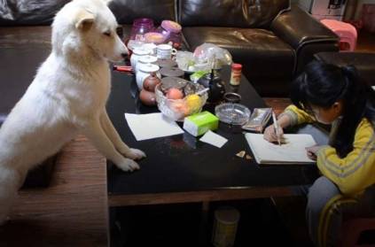 father trains pet dog to supervise daughters homework and piano class
