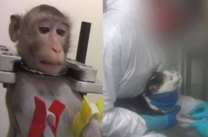 german lab tortures animals in the name of test video leaked