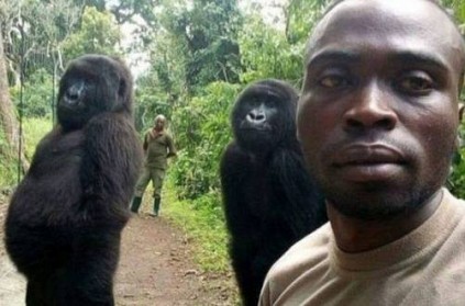 gorilla selfie with forest officers in congo goes viral