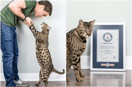 Guinness Record Fenrir world tallest living domestic cat