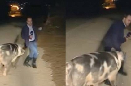 Hilarious Scenes as Pig Chases Reporter on Live Morning Show