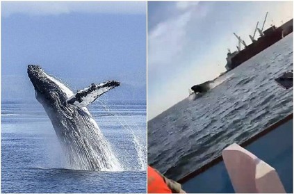Humpback Whale Lands On Tourist Boat in Mexico