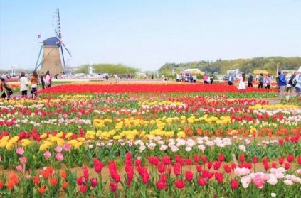 Japan harvested one million tulip flowers to avoid crowds