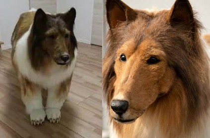 japanese man spends 12 lakh for costume to look like a dog