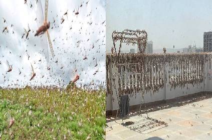locust attack chemical usage and consequences explained