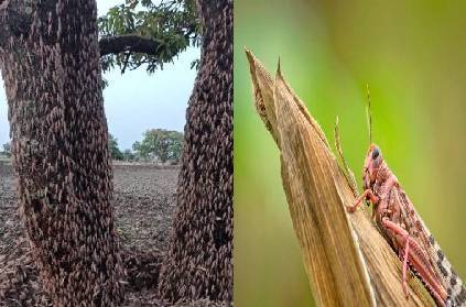 locust attack remedy and revenue development followed in pak