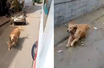 Loyal dog chases ambulance taking sick owner to hospital