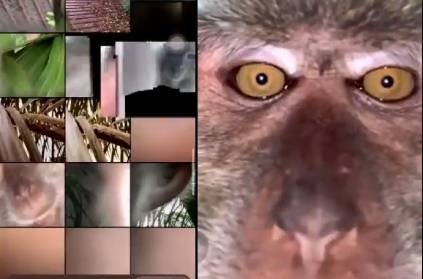 malaysia monkey steals youth phone and take selfie videos