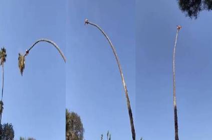 man climbing palm tree to cut the top portion viral video