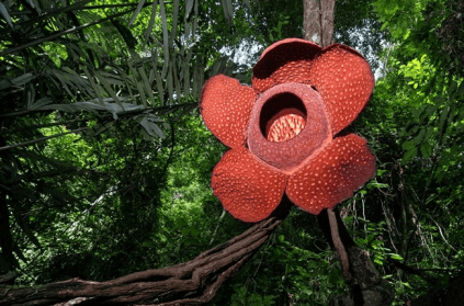 Man finds the largest flower in the world Rafflesia Arnoldii