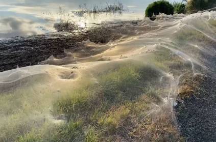 Massive spider-webs blanket Australian landscape after floods