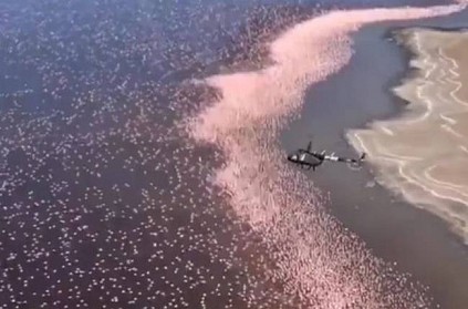 Mesmerizing Video of Densely Packed Flamingos In Kenya