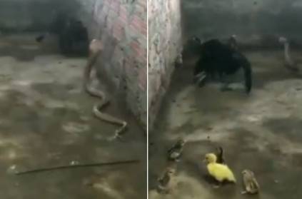 Mother hen fights fierce battle with cobra to save her chicks Video