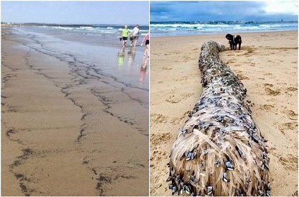 Mysterious creatures spotted in Australia baffle beachgoers