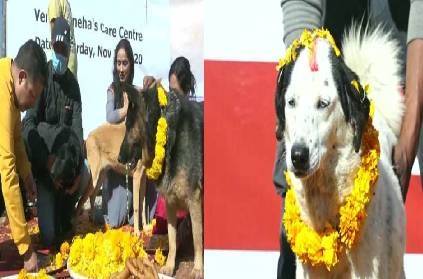 nepal diwali celebrations dogs worship offering food details