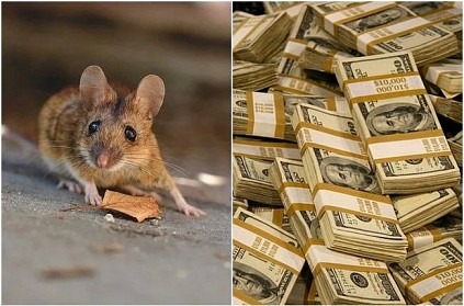 New york Offers 1 crore RS for Director of Rodent Mitigation