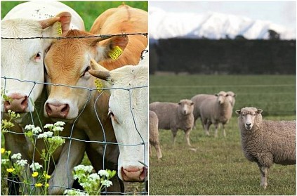 New Zealand unveils plans to tax sheep and cow burps