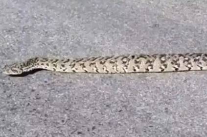 non slithering snake video goes viral baffles viewers