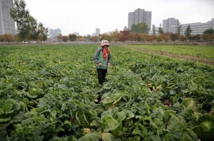North Korea is using the bodies of Political Prisoners to fertilizer