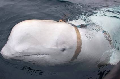 Norway believes that this Whale is the spy from Russia