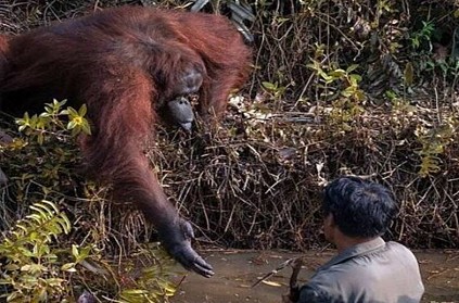 Orangutan Extends helping hand to a man in river heart touching