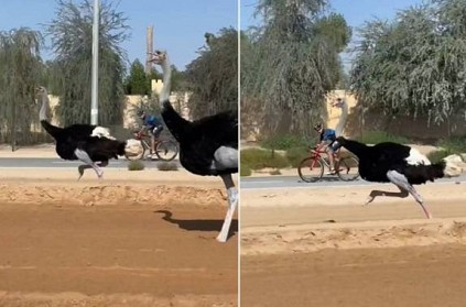 ostrich competes with dubai crown prince during cycling viral video