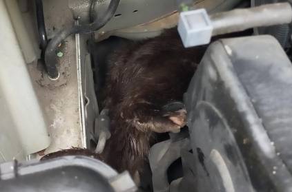 Otter trapped inside car engine gets rescued in Scotland