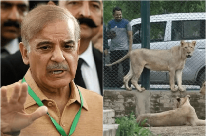 Pakistan Economic Crisis Zoo to auction a dozen lions