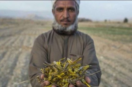Pakistan that catches locusts and produces chicken fodder