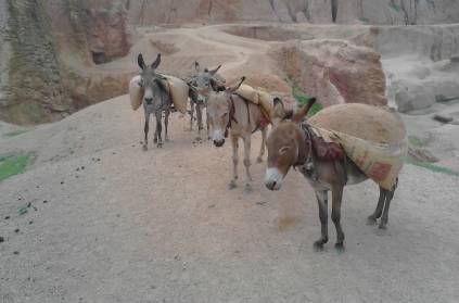 Pakistani donkeys carrying loans purchased from China