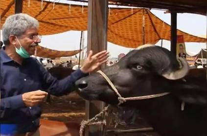 Pakistani journalist interviewing a buffalo has gone viral