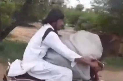 Pakistani man carries calf in his bike video goes viral