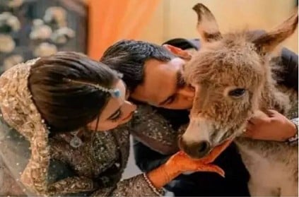 Pakistani YouTuber Azlan Shah gifts a baby donkey to his wife