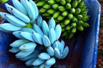 People cannot get enough of blue Java bananas
