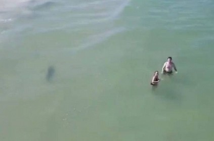 people swim in beach shark found near in drone footage