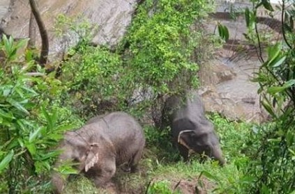 11 elephant dead in Thailand falls, heartbreaking update