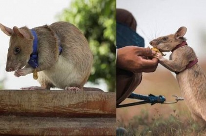 Death of a Magawa Rat that saved lives by the force of the mop