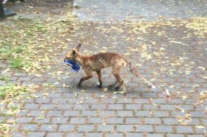 Germany Man found Fox Steals more than 100 shoes in Berlin